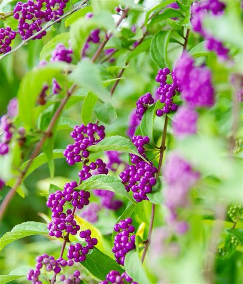 紫式部 盆栽|ムラサキシキブ(紫式部)の育て方｜花や実がなる時期は？植え付 